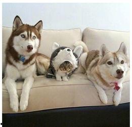 要哈士奇大腚娱乐吃瓜酱